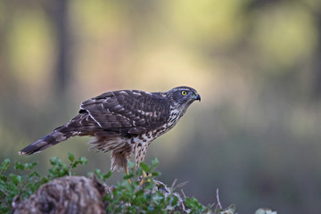 Eurasian goshawk
