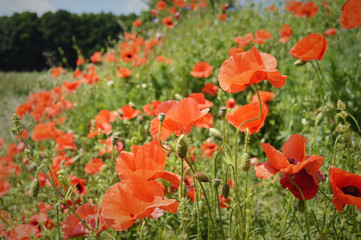 Fototapeta premium Poppy Seed Flowers