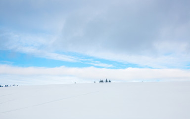 Naklejka na ściany i meble Trees on the Horizon in a Snow Covered Landscape