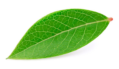 Fototapeta na wymiar Blueberry leaf isolated on a white background with clipping path