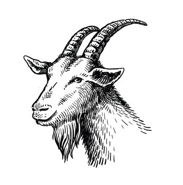 vector head of goat