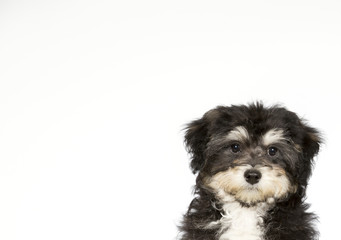 Puppy portrait for banner and copy space use. Young puppy dog isolated on white.
