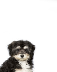 Puppy portrait for banner and copy space use. Young puppy dog isolated on white. Vertical image.