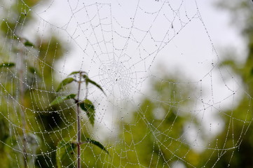 Dewdrops in a spiders web hanging in vegetation