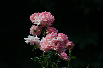 Obraz premium Pink roses on a dark background