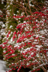 red barberry on the bush in the winter on a background of trees