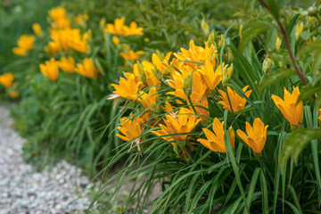 Flowers yellow lilies