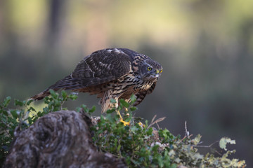 Northern Goshawk 