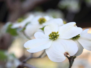 ハナミズキ　白い花
