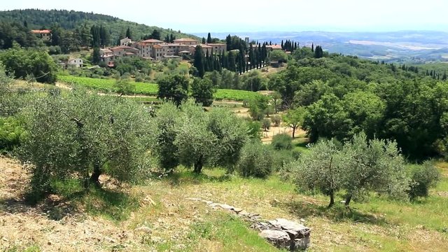Oliviers dans la campagne Toscane