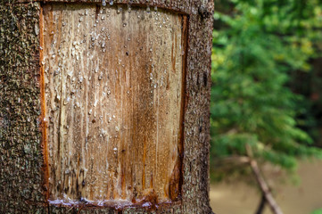 amber pitch on tree. a pine