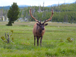 Wapiti Elk