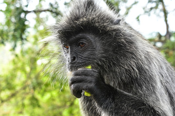Silvered leaf Monkey at Melawati Hill, Kuala Selangor, Malaysia.
