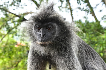 Silvered leaf Monkey at Melawati Hill, Kuala Selangor, Malaysia.