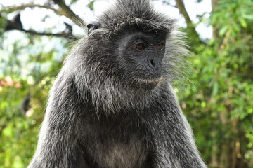 Silvered leaf Monkey at Melawati Hill, Kuala Selangor, Malaysia.