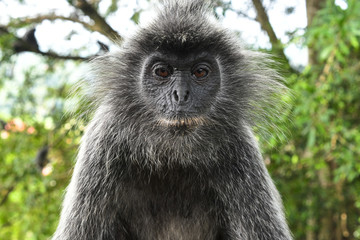 Silvered leaf Monkey at Melawati Hill, Kuala Selangor, Malaysia.