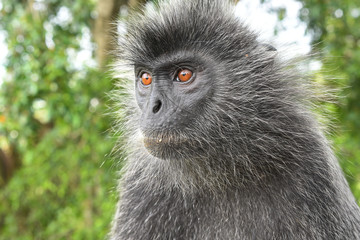 Silvered leaf Monkey at Melawati Hill, Kuala Selangor, Malaysia.