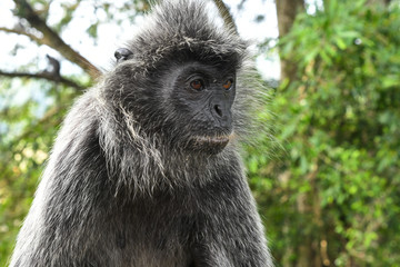 Silvered leaf Monkey at Melawati Hill, Kuala Selangor, Malaysia.
