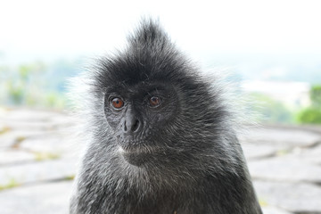 Silvered leaf Monkey at Melawati Hill, Kuala Selangor, Malaysia.