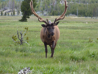 Wapiti Elk