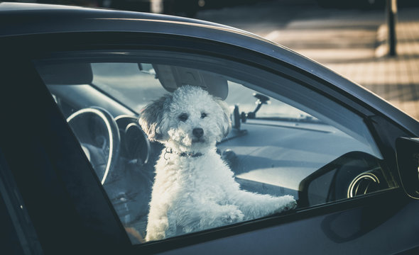  Sad dog left in car.Cute toy poodle waiting for the owner at car window