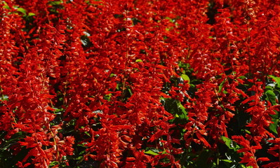 salvia spiky red batch blooming on field