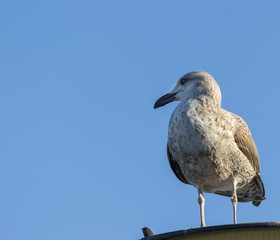 Juvenile herring gull perched