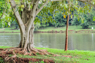 Tree with roots out of the earth in front of Lake Igapo in Londrina, PR, Brazil.