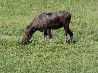 Fototapeta premium Young Moose