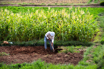 Self-sufficient labor-intensive farming in Morocco © monticellllo