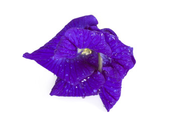 Butterfly Pea flower isolate on white background. © Freely