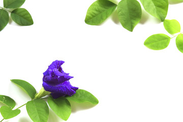 Butterfly Pea flower with leaves isolate on white background. © Freely