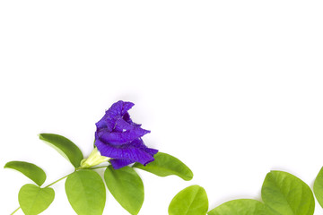 Butterfly Pea flower with leaves isolate on white background.