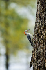 Red-bellied Woodpecker