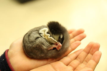 フクロモモンガ