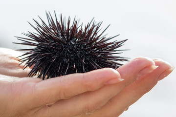 Sea urchin, Black Echinoidea, on human hand
