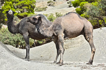Fototapeta premium Camels in High Atlas Mountains in Morocco