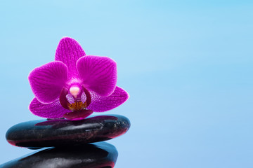 Fototapeta na wymiar purple orchid lying on black stones on a blue background