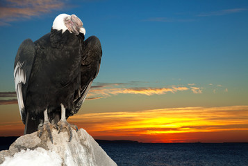 Andean condor against sunset