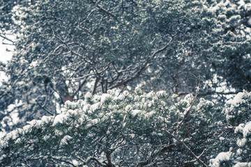 winter in russian forest, beautiful snowy landscape