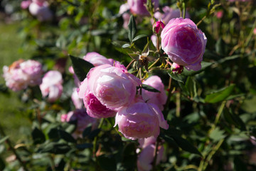 pink rose bush flowers