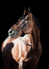 Obraz premium portrait of beautiful horse at black background