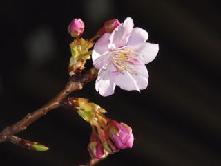 一月に咲く河津桜（カワヅザクラ）
通常は2月から咲き始める。特定の条件が整ったために驚異的に早く開花した桜。日本では早咲きで有名。海外では知られて居ない。
