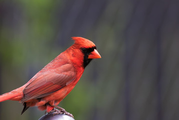 Male Northern Cardinal