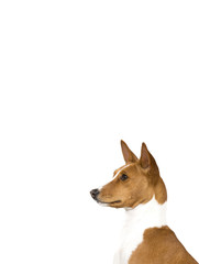 Basenji dog portrait. The dog isolated on white for copy space use