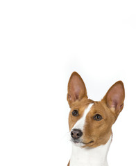 Basenji dog portrait. The dog isolated on white for copy space use