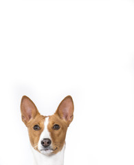 Basenji dog portrait. The dog isolated on white for copy space use