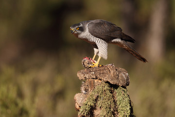 Northern goshawk