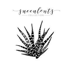 Vector succculent. Hand drawn botanical art isolated on white background. Floral illustration.