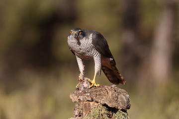 Northern goshawk
